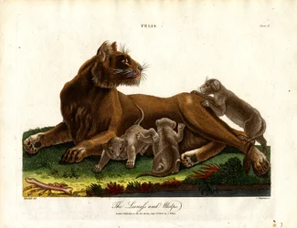 Leona y cachorros (Felis;Placa II)