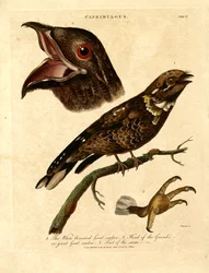 Chotacabras (Caprimulgus)