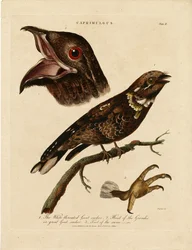 Chotacabras (Caprimulgus)