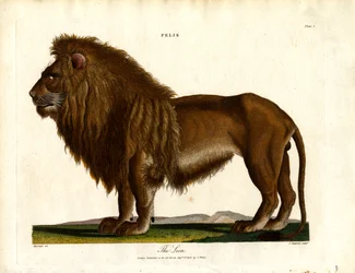 El león (Felis;Lámina I)