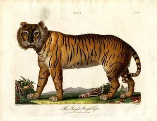 El tigre real de Bengala (Felis Tigris)