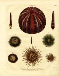 Varias especies de erizos de mar