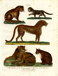 Felinos salvajes del género Felis (Lámina IV)