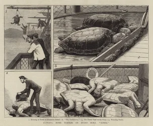 Llevando tortugas a bordo del HMS Jumna