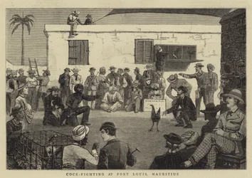 Pelea de gallos en Port Louis, Mauricio