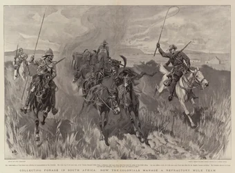 Recolectando forraje en Sudáfrica, cómo los coloniales manejan un equipo de mulas refractarias