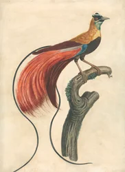 Ave de paraíso de plumaje rojo (Paradisea Apoda Raggiana), sudeste de Nueva Guinea