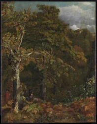 Borde de un Bosque