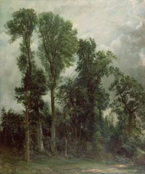 Árboles en Hampstead