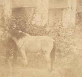 [Hombre y caballo, Casa de Gobierno, Allahabad]