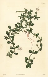 Brahmi o hisopo de agua, Bacopa monnieri