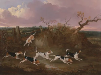 Beagles en pleno llanto