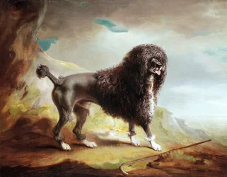 Un Spaniel de Agua Recortado