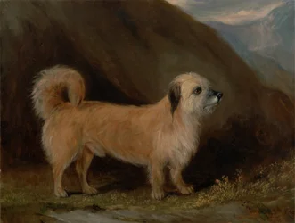 Un Terrier Dandie Dinmont
