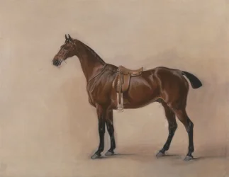 Estudio de un Caballo Bay Ensillado
