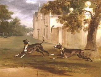 Los dos Bull Terriers del Conde de Brownlow, 