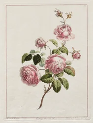 Una colección de flores dibujadas del natural - Rosa de la provincia de col