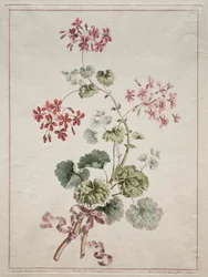 Una colección de flores dibujadas de la naturaleza: No. 6 - Geranio escarlata y variado