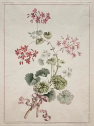 Una colección de flores dibujadas de la naturaleza: No. 6 - Geranio escarlata y variado, 1801