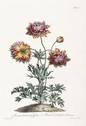 Anémona de jardín de hojas anchas