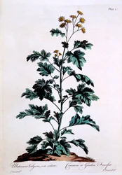 Margarita común, ilustración de 
