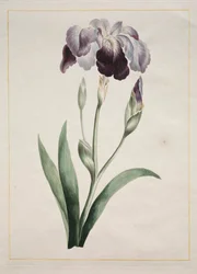 Iris japonés (Iris azul grande)