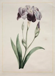 Iris japonés, Gran Iris Azul, 1801
