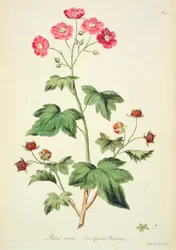 Frambuesa: Sweet Canada (pl.45) de 