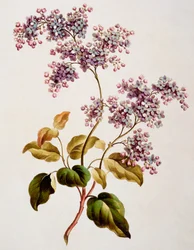 Lila escocesa, publicada en 1793