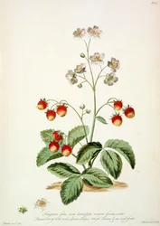 Fresa: Ovalada en forma de lanza, hojas ásperas y una fruta ovalada de 