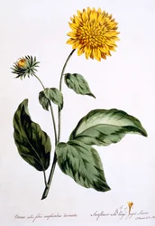 Girasol con grandes hojas dentadas, ilustración de 