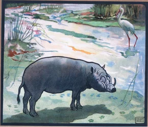 Cerdo de monte (Red River Hog)