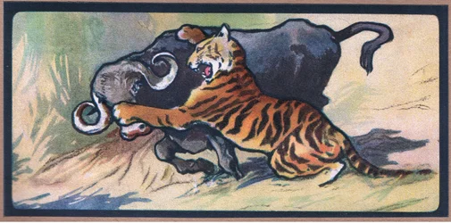 Tigre y búfalo