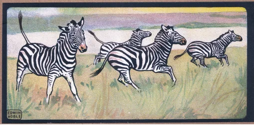 Cebras