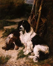 Spaniel marrón y blanco y negro y blanco