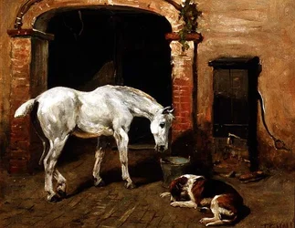 Caballo gris bebiendo de un cubo