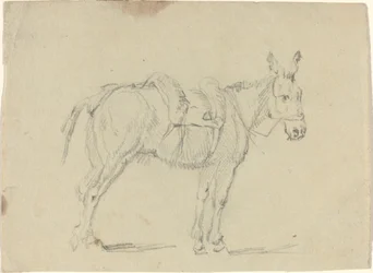 Burro estirando una pata trasera