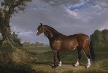 Un semental Clydesdale
