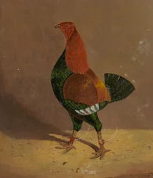 Gallos de pelea: un gallo de pelea de pecho oscuro, orientado hacia la izquierda