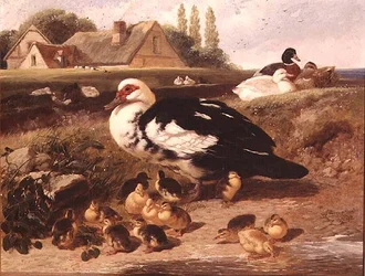 Patos y patitos