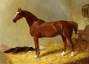 Un caballo de carreras bayo en un establo