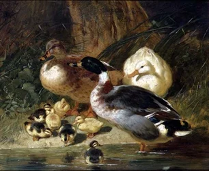 Patos y patitos