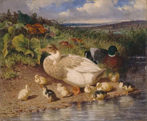 Patos junto a un arroyo