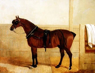 Caballo Shire Premiado en Arnés