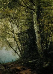 Estudio de hayas