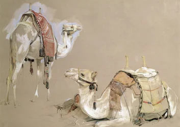 Estudios de camellos