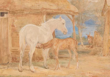 Yegua gris y potro castaño