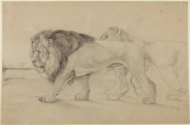 Leones