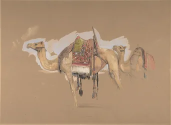 Dos camellos, ca. 1843