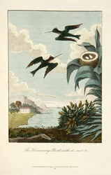 Colibrí, con su nido